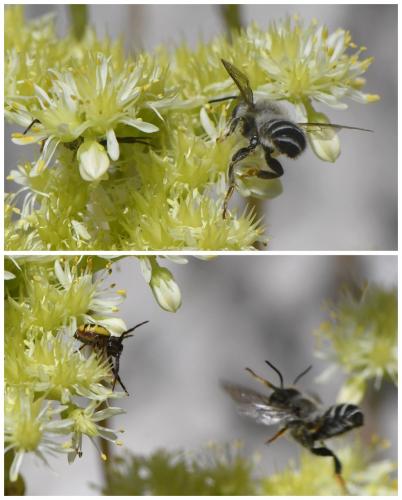 Megachile ericetorum
